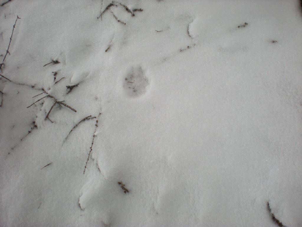 Lince nelle Alpi